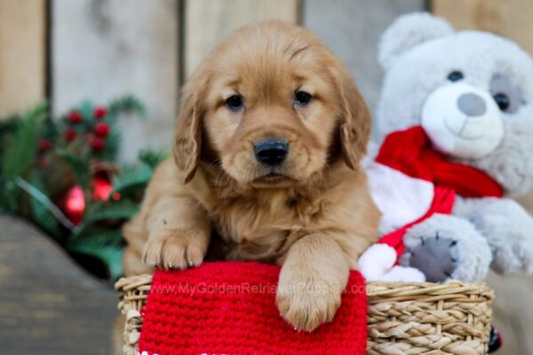 Image of Olivia, a Golden Retriever puppy