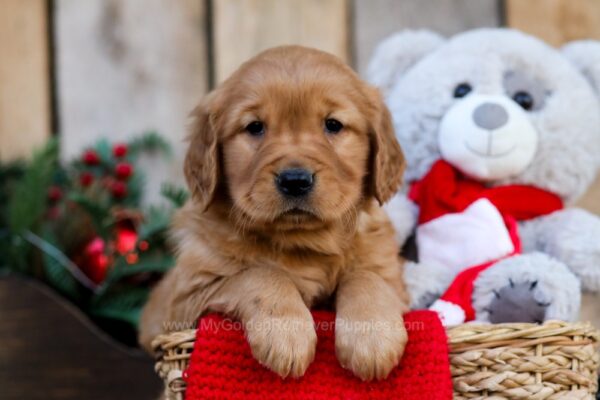 Image of Oscar, a Golden Retriever puppy