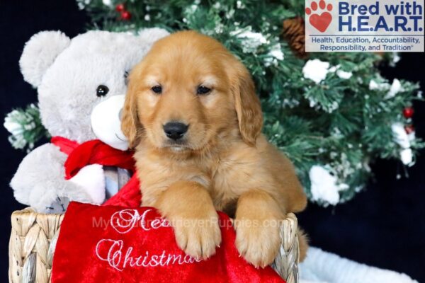 Image of Ozzy, a Golden Retriever puppy