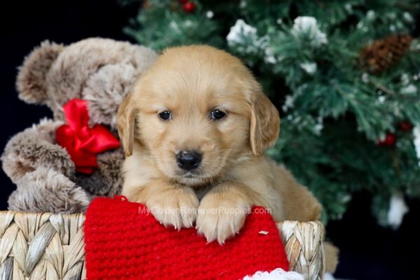 Image of Petey, a Golden Retriever puppy