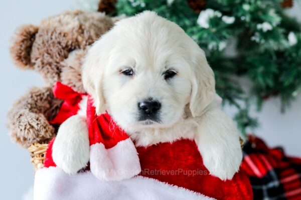 Image of Quade, a Golden Retriever puppy