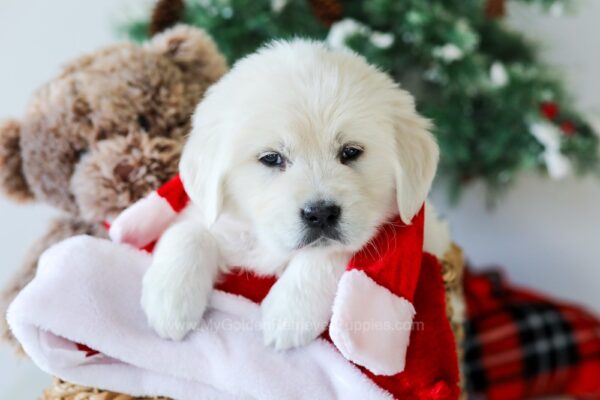 Image of Queeba, a Golden Retriever puppy