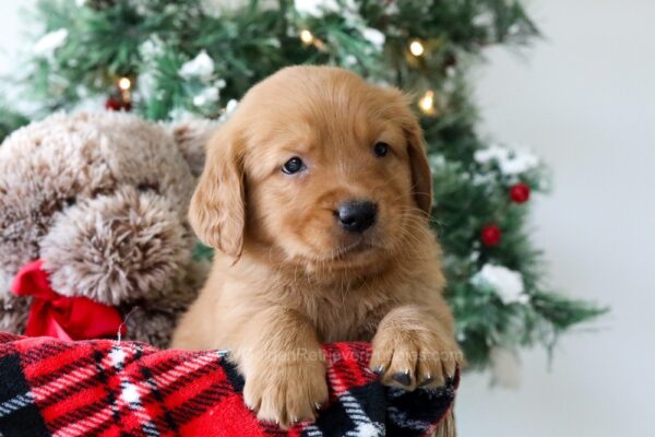 Image of Rhett, a Golden Retriever puppy