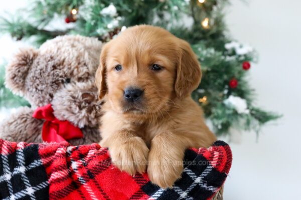 Image of Roxy, a Golden Retriever puppy