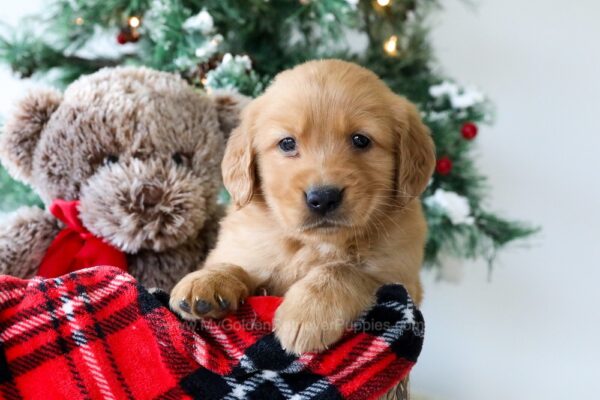 Image of Russell, a Golden Retriever puppy