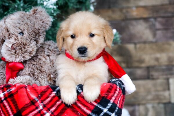 Image of Ryder, a Golden Retriever puppy