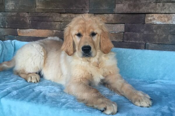 Image of Sage, a Golden Retriever puppy