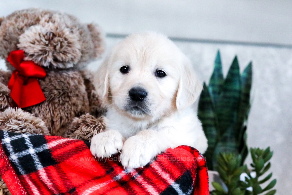 Tanner Image of Tanner, a Golden Retriever puppy