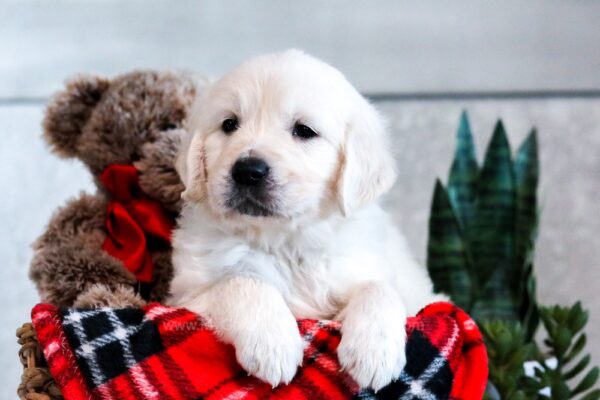 Image of Tucker, a Golden Retriever puppy