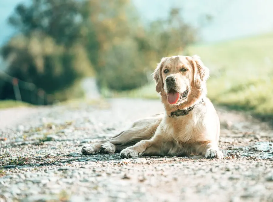 Why Do Golden Retrievers’ Noses Turn Pink