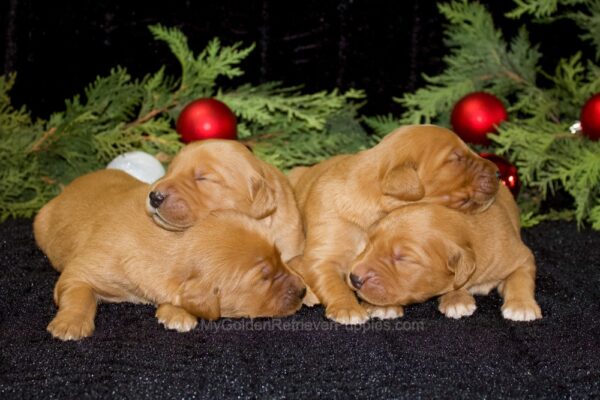 Image of 1st Pick Female (trained), a Golden Retriever puppy