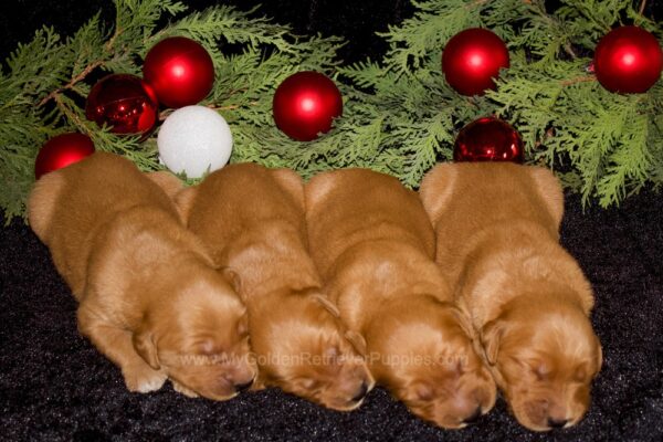 Image of 1st Pick Male (trained), a Golden Retriever puppy