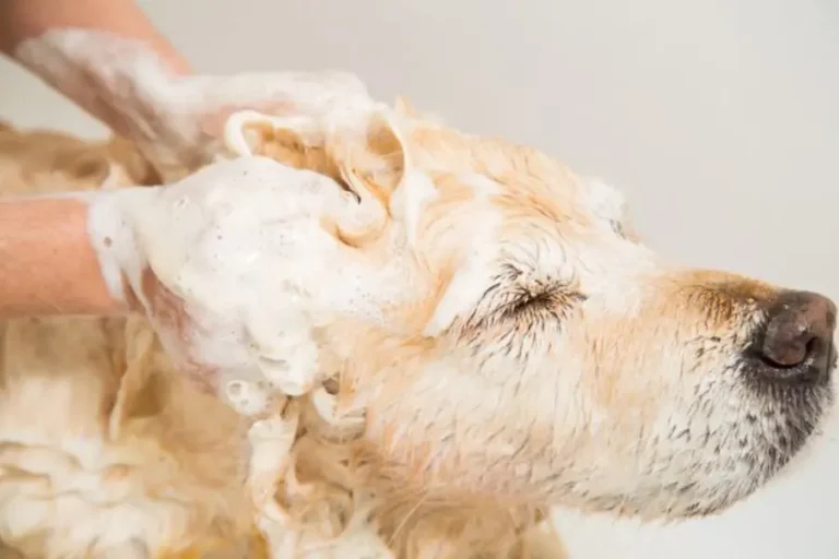 Best Shampoo for Golden Retrievers