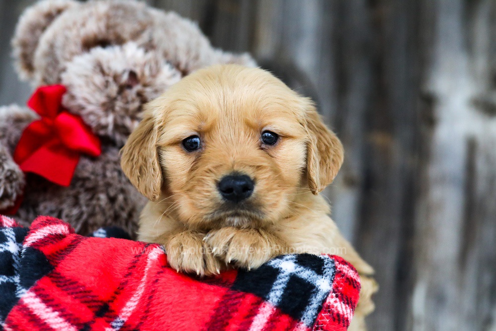 Caleb My Golden Retriever Puppies caleb-my-golden-retriever-puppies