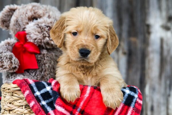 Image of Champ, a Golden Retriever puppy