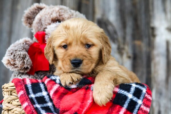 Image of Cherry, a Golden Retriever puppy