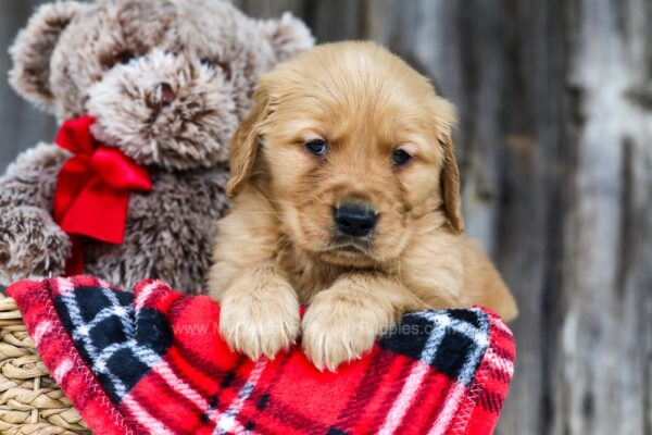 Image of Cruze, a Golden Retriever puppy