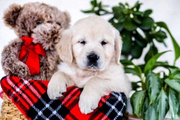 Image of Eagle, a Golden Retriever puppy