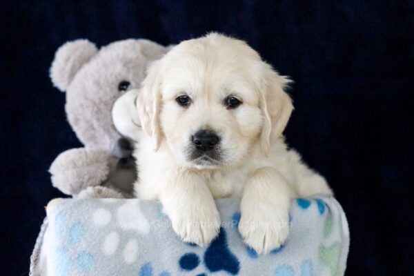 Image of Echo, a Golden Retriever puppy