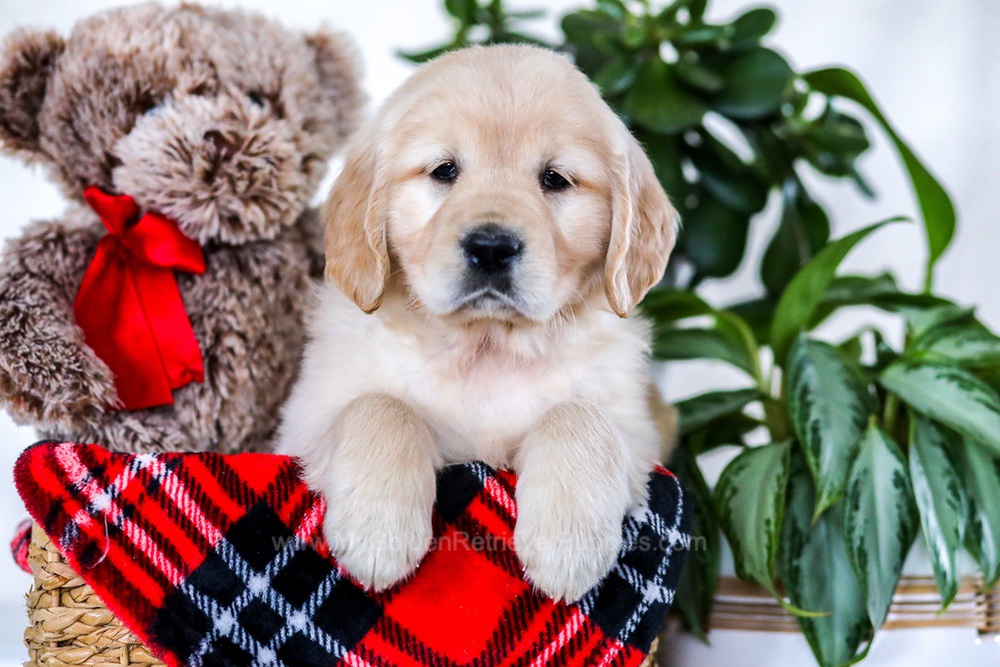 Eden shop golden retrievers