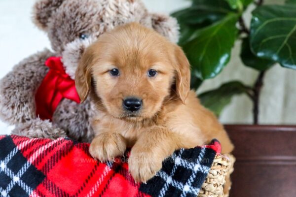 Image of Faith, a Golden Retriever puppy