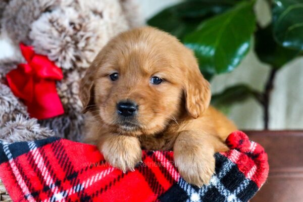 Image of Felicity, a Golden Retriever puppy