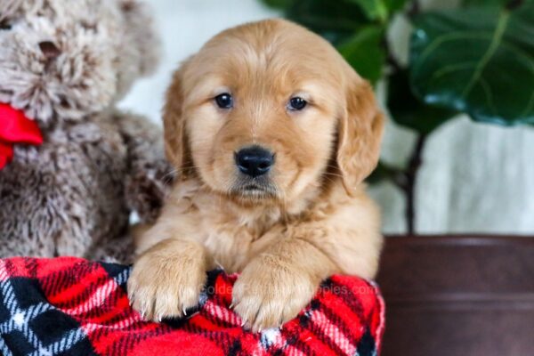 Image of Fern, a Golden Retriever puppy