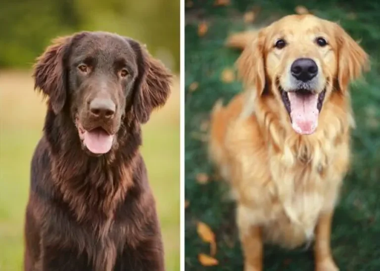 Flat-Coated Retriever vs Golden Retriever