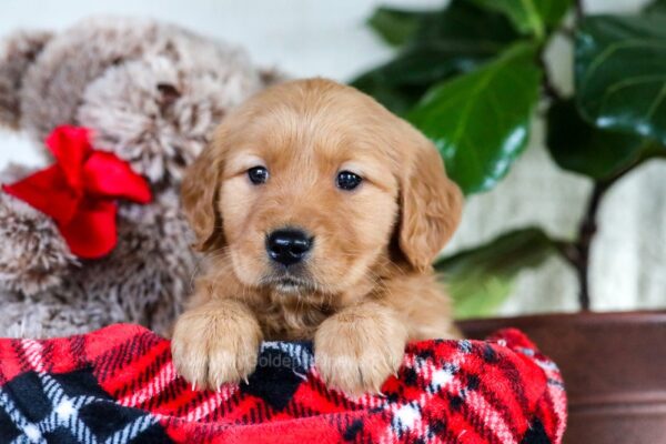 Image of Fran, a Golden Retriever puppy
