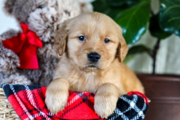 Image of Frank, a Golden Retriever puppy