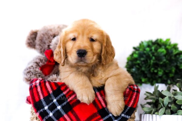 Image of George, a Golden Retriever puppy