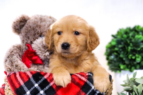Image of Gordon, a Golden Retriever puppy