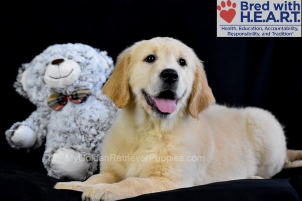 Image of Grayson, a Golden Retriever puppy