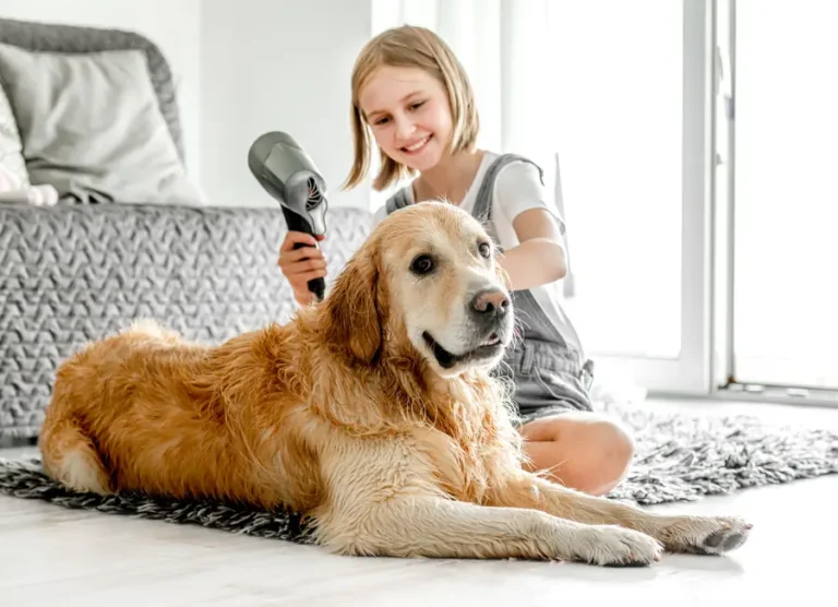 Grooming a Golden Retriever