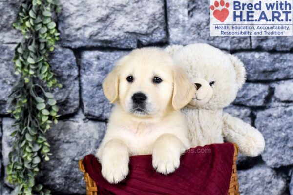 Image of Gus, a Golden Retriever puppy