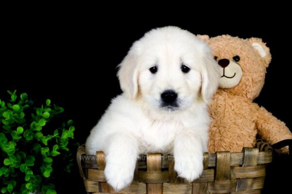 Image of Harper, a Golden Retriever puppy