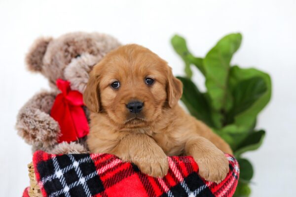 Image of Harper, a Golden Retriever puppy