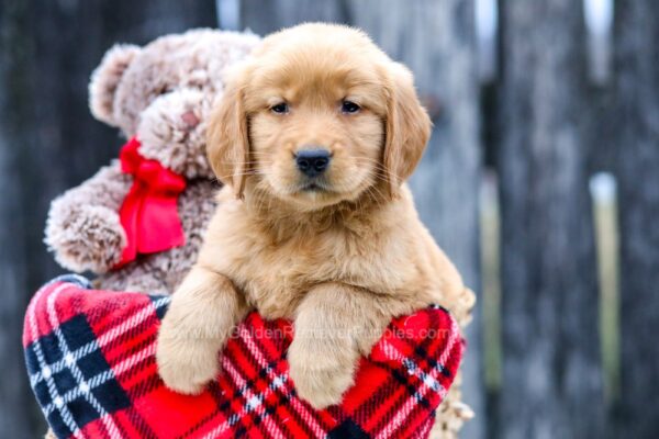 Image of Harrison, a Golden Retriever puppy