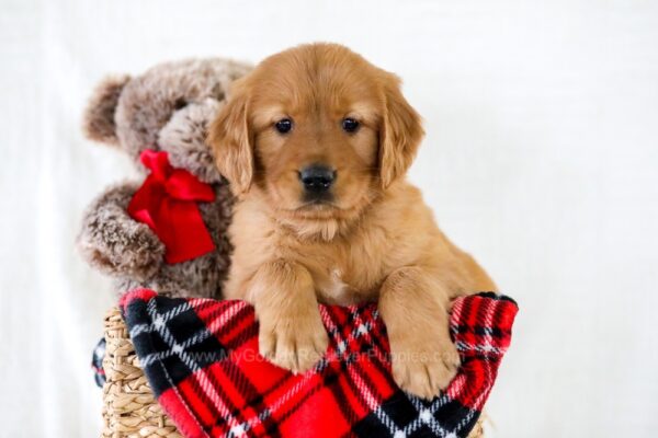 Image of Harrison, a Golden Retriever puppy