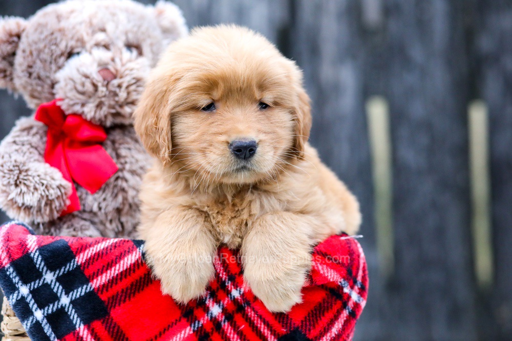 Haven My Golden Retriever Puppies haven-my-golden-retriever-puppies