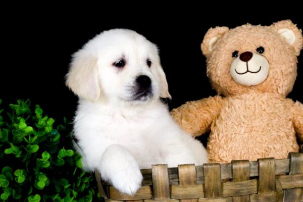 Image of Hazel, a Golden Retriever puppy