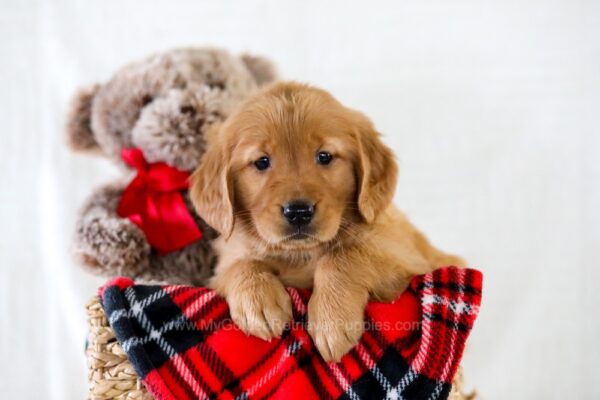 Image of Heidi, a Golden Retriever puppy