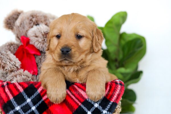 Image of Henry, a Golden Retriever puppy