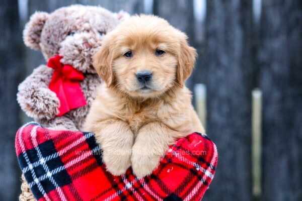 Image of Honey, a Golden Retriever puppy