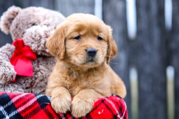 Image of Hope, a Golden Retriever puppy