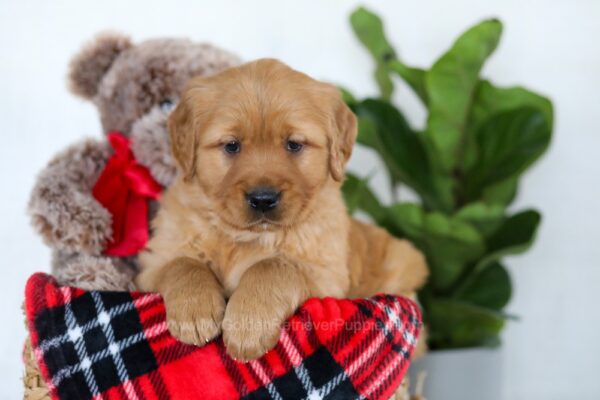 Image of Hope, a Golden Retriever puppy