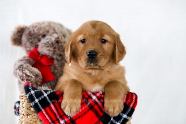 Image of Huck, a Golden Retriever puppy