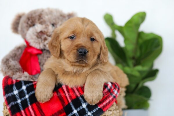 Image of Huck, a Golden Retriever puppy