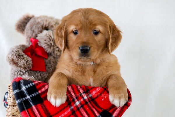 Image of Hudson, a Golden Retriever puppy