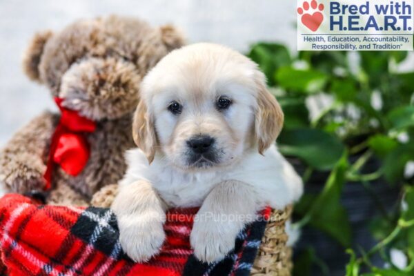 Image of Ike, a Golden Retriever puppy